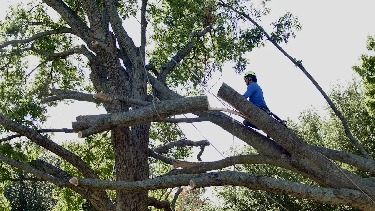Professional Crown Thinning performed by certified arborists in Virginia